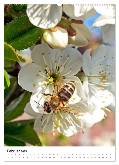 BIENEN - Kleine Nützlinge ganz nah (CALVENDO Premium Wandkalender 2025)