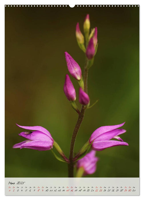 Florale Meisterwerke der Natur (CALVENDO Premium Wandkalender 2025)