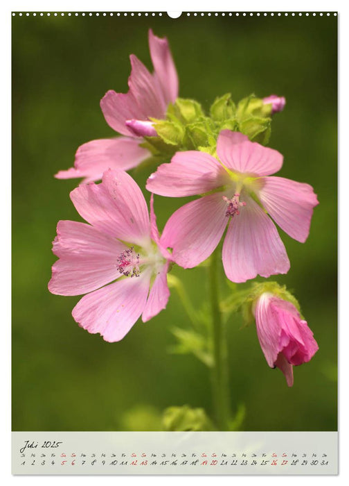 Florale Meisterwerke der Natur (CALVENDO Premium Wandkalender 2025)