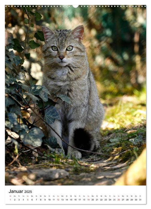 Kleine Tiger im Wald (CALVENDO Premium Wandkalender 2025)