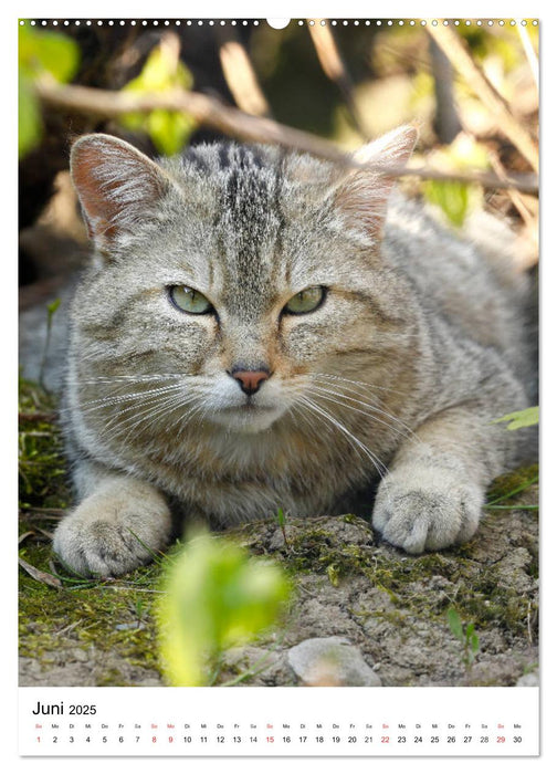 Kleine Tiger im Wald (CALVENDO Premium Wandkalender 2025)