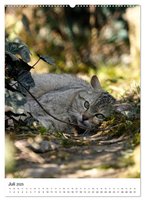 Kleine Tiger im Wald (CALVENDO Premium Wandkalender 2025)