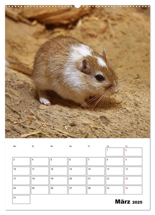 Lustige Rennmäuse (CALVENDO Wandkalender 2025)