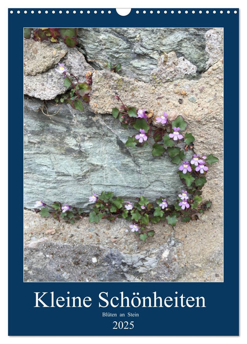 Kleine Schönheiten an Stein (CALVENDO Wandkalender 2025)