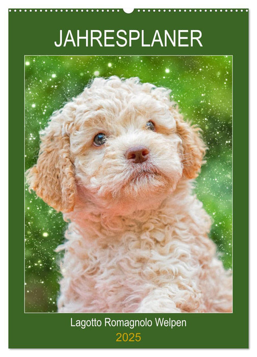 Jahresplaner Lagotto Romagnolo Welpen (CALVENDO Wandkalender 2025)