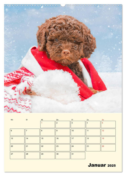 Jahresplaner Lagotto Romagnolo Welpen (CALVENDO Wandkalender 2025)