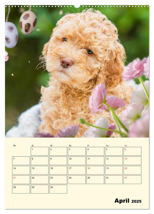 Jahresplaner Lagotto Romagnolo Welpen (CALVENDO Wandkalender 2025)