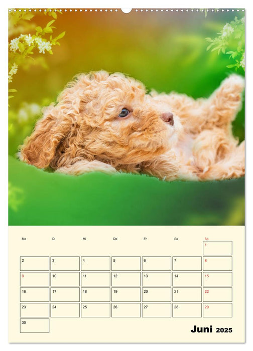 Jahresplaner Lagotto Romagnolo Welpen (CALVENDO Wandkalender 2025)