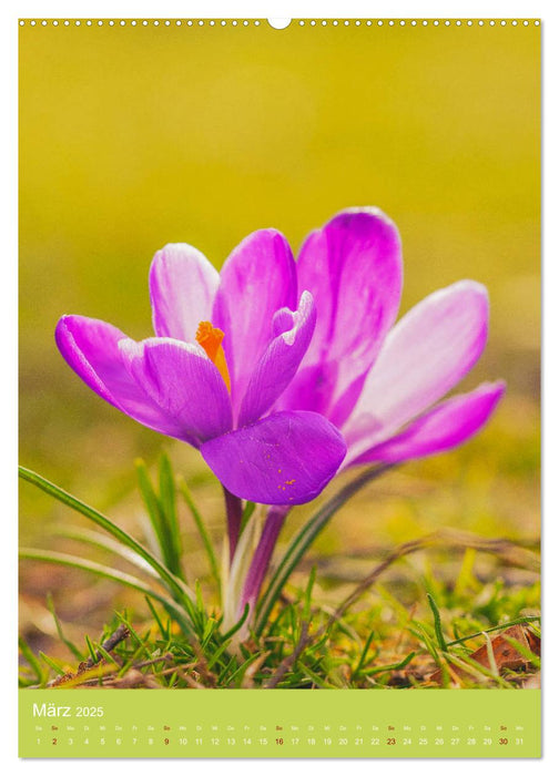 Farbenreicher Blütenzauber (CALVENDO Premium Wandkalender 2025)