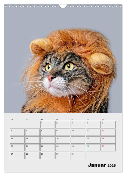 Crazy Catz. (CALVENDO Wandkalender 2025)