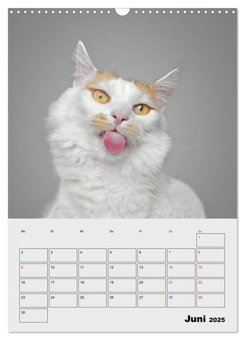 Crazy Catz. (CALVENDO Wandkalender 2025)