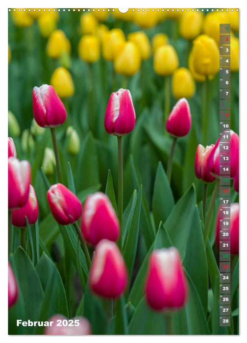 Tulpen - die Frühlingsblume (CALVENDO Premium Wandkalender 2025)