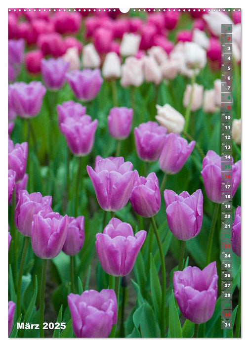 Tulpen - die Frühlingsblume (CALVENDO Premium Wandkalender 2025)