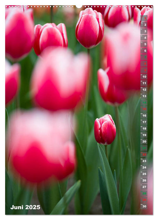 Tulpen - die Frühlingsblume (CALVENDO Premium Wandkalender 2025)