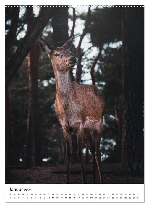 Wilde Nachbarn: Rotwild (CALVENDO Premium Wandkalender 2025)