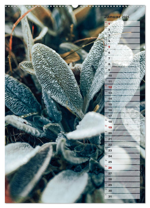 Kalender - Natur im Detail (CALVENDO Wandkalender 2025)