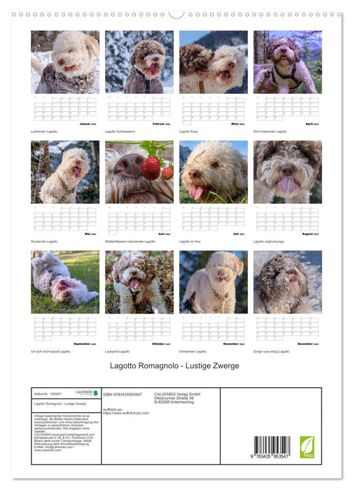 Lagotto Romagnolo - Lustige Zwerge (CALVENDO Premium Wandkalender 2025)