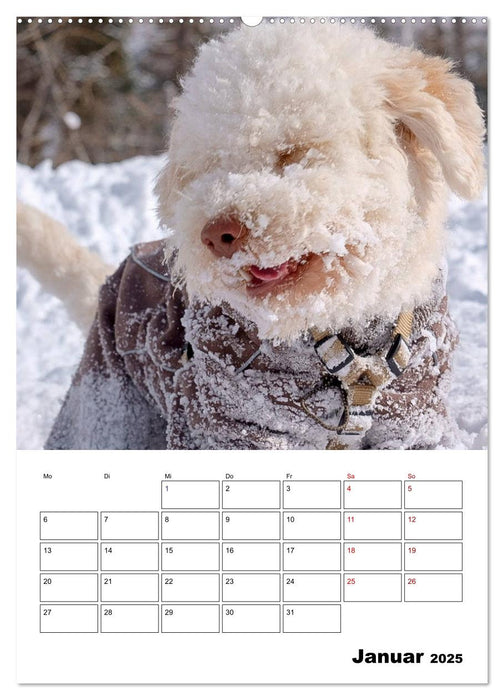 Lagotto Romagnolo - Lustige Zwerge (CALVENDO Premium Wandkalender 2025)