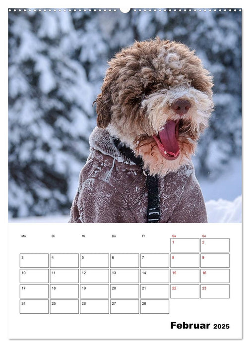 Lagotto Romagnolo - Lustige Zwerge (CALVENDO Premium Wandkalender 2025)