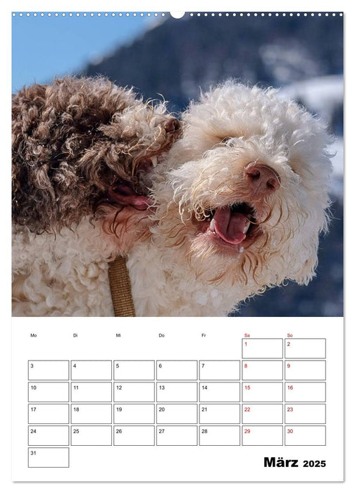 Lagotto Romagnolo - Lustige Zwerge (CALVENDO Premium Wandkalender 2025)