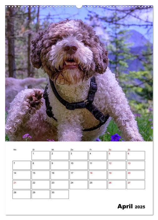 Lagotto Romagnolo - Lustige Zwerge (CALVENDO Premium Wandkalender 2025)