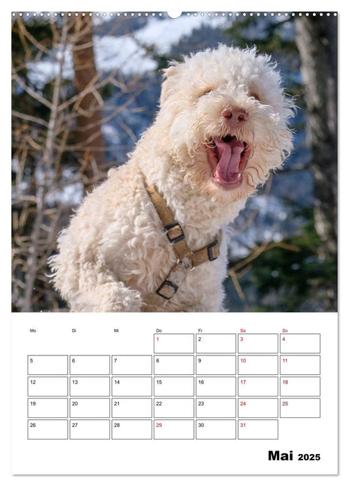 Lagotto Romagnolo - Lustige Zwerge (CALVENDO Premium Wandkalender 2025)