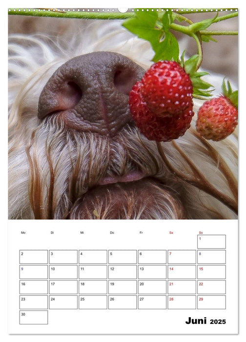 Lagotto Romagnolo - Lustige Zwerge (CALVENDO Premium Wandkalender 2025)