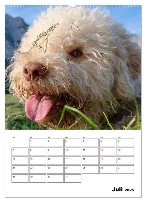 Lagotto Romagnolo - Lustige Zwerge (CALVENDO Premium Wandkalender 2025)