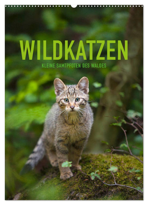 Wildkatzen - Kleine Samtpfoten des Waldes (CALVENDO Wandkalender 2025)