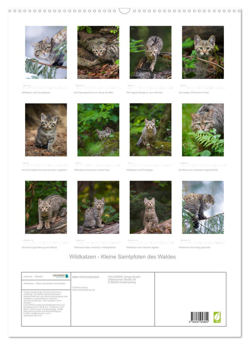 Wildkatzen - Kleine Samtpfoten des Waldes (CALVENDO Wandkalender 2025)