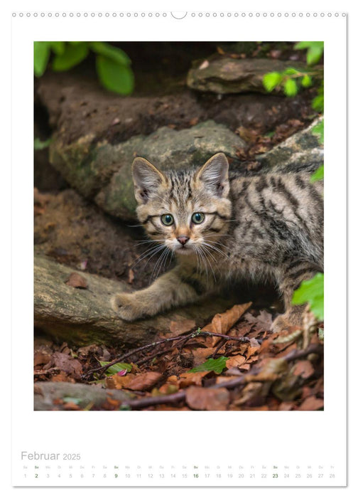 Wildkatzen - Kleine Samtpfoten des Waldes (CALVENDO Wandkalender 2025)