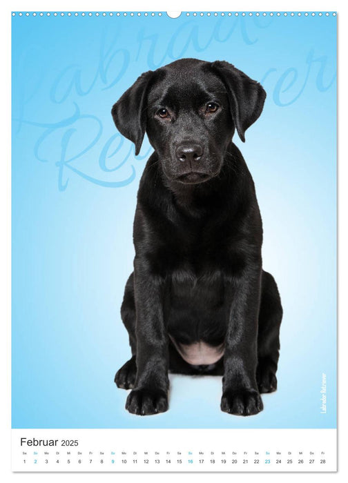 Kunterbunte Hundewelpen (CALVENDO Premium Wandkalender 2025)