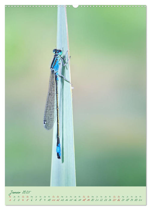 So EDEL und FEIN... können heimische Insekten sein (CALVENDO Premium Wandkalender 2025)