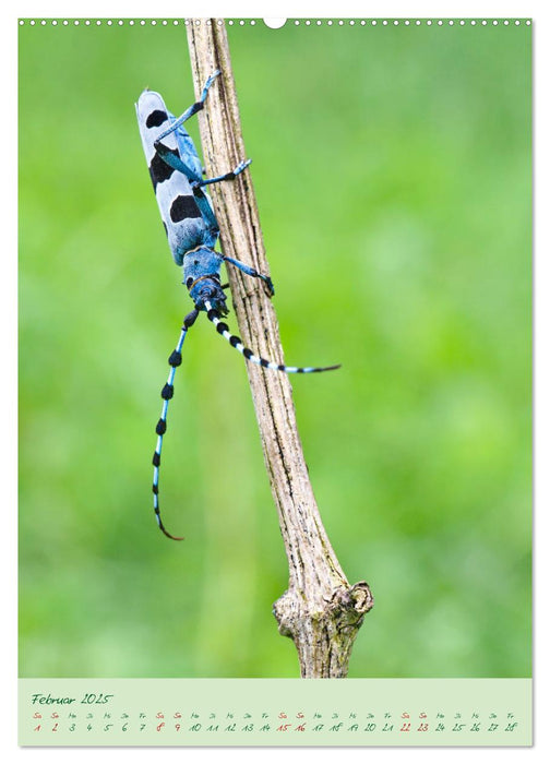 So EDEL und FEIN... können heimische Insekten sein (CALVENDO Premium Wandkalender 2025)