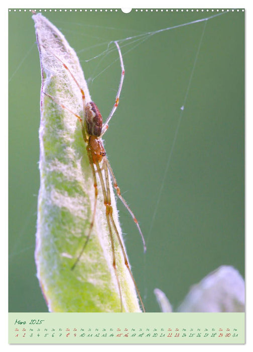 So EDEL und FEIN... können heimische Insekten sein (CALVENDO Premium Wandkalender 2025)