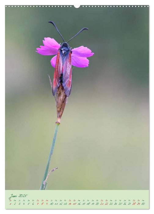 So EDEL und FEIN... können heimische Insekten sein (CALVENDO Premium Wandkalender 2025)