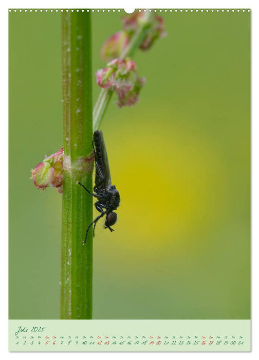 So EDEL und FEIN... können heimische Insekten sein (CALVENDO Premium Wandkalender 2025)