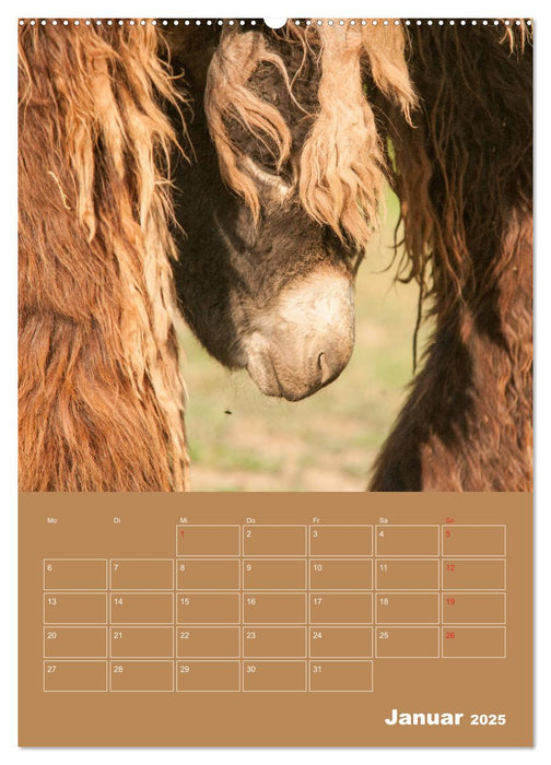 Entzückende Esel - Charmant und liebenswert (CALVENDO Wandkalender 2025)