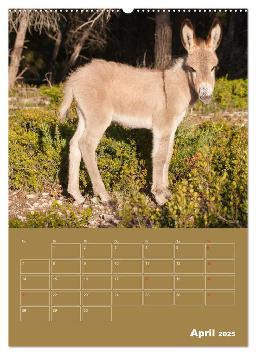 Entzückende Esel - Charmant und liebenswert (CALVENDO Wandkalender 2025)
