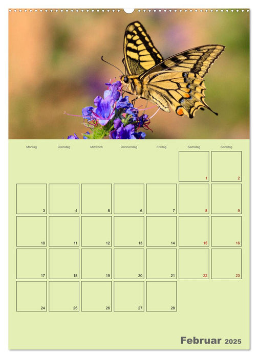 Familienplaner Bunte Pracht der Schmetterlinge (CALVENDO Wandkalender 2025)