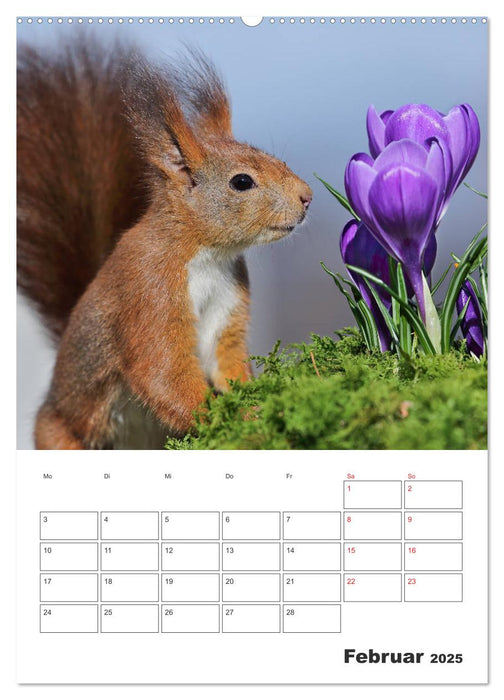 Eichhörnchen Luna (CALVENDO Wandkalender 2025)