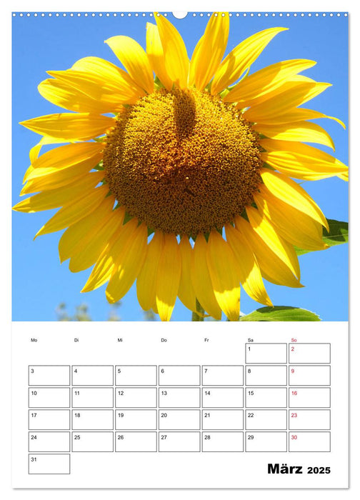 Leuchtende Sonnenblumen (CALVENDO Premium Wandkalender 2025)