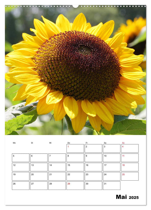 Leuchtende Sonnenblumen (CALVENDO Premium Wandkalender 2025)