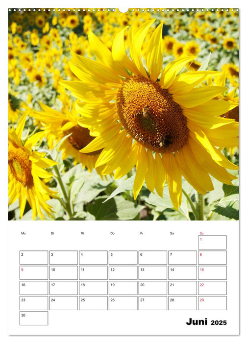 Leuchtende Sonnenblumen (CALVENDO Premium Wandkalender 2025)