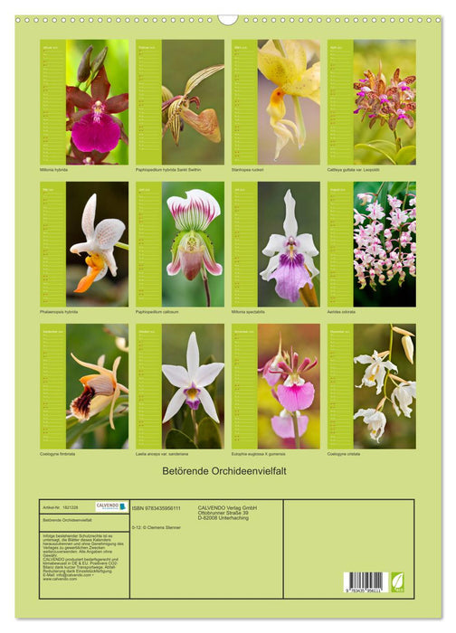 Betörende Orchideenvielfalt (CALVENDO Wandkalender 2025)