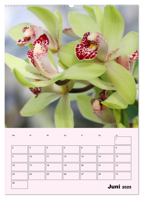 Orchideenliebe (CALVENDO Premium Wandkalender 2025)