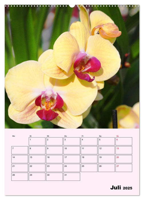 Orchideenliebe (CALVENDO Premium Wandkalender 2025)