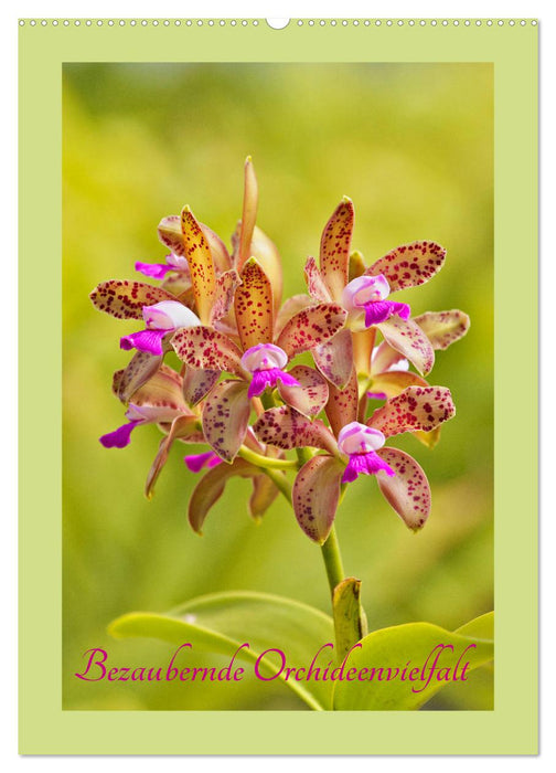 Bezaubernde Orchideenvielfalt (CALVENDO Wandkalender 2025)