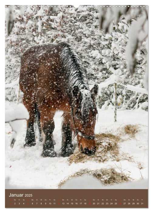 Schwere Pferde - Faszinierende Herzensbrecher (CALVENDO Premium Wandkalender 2025)