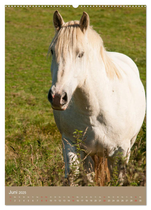 Schwere Pferde - Faszinierende Herzensbrecher (CALVENDO Premium Wandkalender 2025)